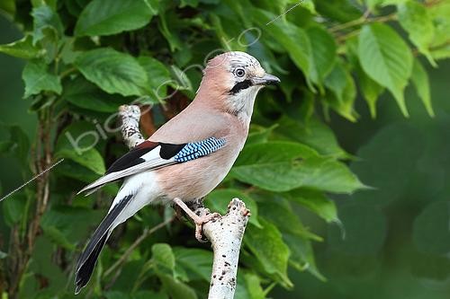 Biosphoto | 2461497 | Eurasian Jay (Garrulus glandarius) adult perched supervising his territory, June, Finistère, France | &copy; Jean Mayet / Biosphoto
