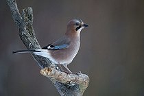 Biosphoto | 2593318 | Eurasian jay (Garrulus glandarius) Bialowieza Forest UNESCO World Heritage Site, Poland, Europe. | &copy; Franco Banfi / Biosphoto