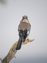 Biosphoto | 2601939 | Eurasian jay (Garrulus glandarius) during Winter near Oulanka National Park. Europe, Northern Europe, Finland, Lapland | &copy; Martin Zwick / Biosphoto