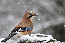 Biosphoto | 2496009 | Eurasian Jay (Garrulus glandarius) in the snow, Vosges du Nord Regional Nature Park, France | &copy; Michel Rauch / Biosphoto