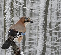 Biosphoto | 2419817 | Eurasian Jay (Garrulus glandarius) on abranch in the snow, Regional Natural Park of Northern Vosges, France | &copy; Michel Rauch / Biosphoto