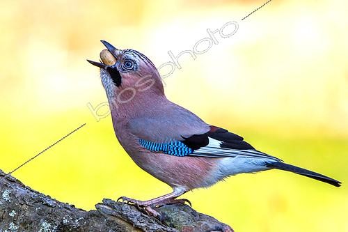 Biosphoto | 2404343 | Eurasian Jay (Garrulus glandarius) perched on a stump, swallowing an acorn, Mecklenburg-Western Pomerania, Germany | &copy; Holger Duty / BIA / Biosphoto