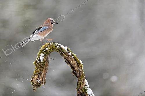 Biosphoto | 2615315 | Eurasian Jay (Garrulus glandarius) perched on a branch in winter - Lorraine, France. | &copy; Michel Poinsignon / Biosphoto