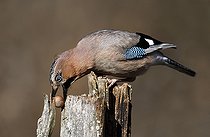 Biosphoto | 2420920 | Eurasian Jay (Garrulus glandarius) with nut, Northern Vosges Regional Nature Park, France | &copy; Michel Rauch / Biosphoto