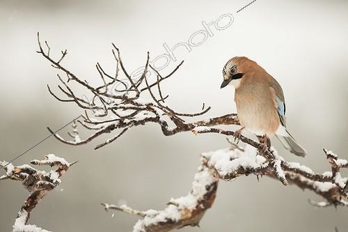 Biosphoto | 1922059 | Eurasian Jay on a branch in winter - Flatanger Norway | &copy; Guy Van Langenhove / Biosphoto