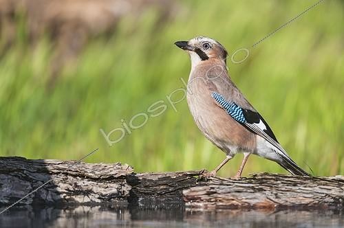 Biosphoto | 2008202 | Eurasian jay - Spain | &copy; Jean-Paul Chatagnon / Biosphoto