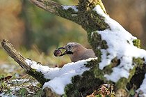 Biosphoto | 1250798 | Eurasian Jay with Chestnut  in its beak France  | &copy; Claude Balcaen / Biosphoto