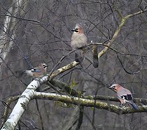 Biosphoto | 2325577 | Eurasian Jays (Garrulus glandarius) on a branch, Northern Vosges Regional Nature Park, France | &copy; Michel Rauch / Biosphoto
