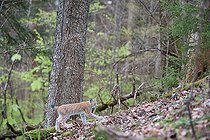 Biosphoto | 2304227 | Eurasian lynx (Lynx lynx) in the undergrowth, Doller Valley, Haut-Rhin, Alsace, France | &copy; Bruno Mathieu / Biosphoto