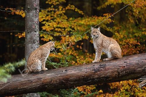Biosphoto | 2095001 | Eurasian lynx(Lynx lynx) on a fallen trunk, Bayerischer Wald, Bavaria, Germany | &copy; Bruno Cavignaux / Biosphoto