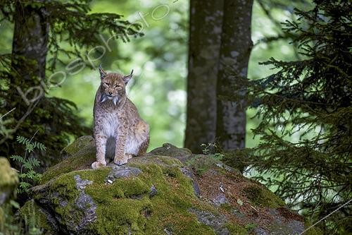Biosphoto | 2606813 | Eurasian lynx (Lynx lynx) on a mossy rock, guarding its territory, Europe | &copy; Emile Barbelette / Biosphoto