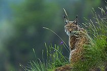 Biosphoto | 1948971 | Eurasian lynx sitting in the grass - Spain  | &copy; Juan-Carlos Muñoz / Biosphoto