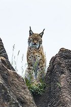 Biosphoto | 1948973 | Eurasian lynx sitting on rock - Spain  | &copy; Juan-Carlos Muñoz / Biosphoto