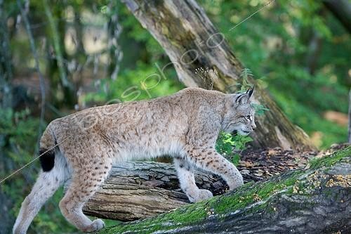 Biosphoto | 2023825 | Eurasian lynx walking through the woods - France ; Animal Park Sainte-Croix | &copy; Bruno Mathieu / Biosphoto