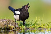 Biosphoto | 2412189 | Eurasian Magpie (Pica pica) drinking at waterhole, Rhineland-Palatinate, Germany | &copy; Mathias Schaef / BIA / Biosphoto