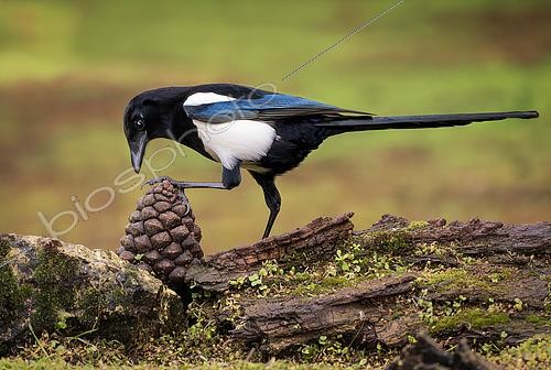 Biosphoto | 2608932 | Eurasian Magpie (Pica pica) on pine cone, Valladolid, Spain | © Ignacio Yufera / Biosphoto