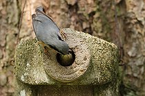 Biosphoto | 2413380 | Eurasian Nuthatch (Sitta europaea) juvenile, Lower Saxony, Germany | &copy; Folkert Christoffers / BIA / Biosphoto