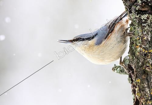Biosphoto | 2438509 | Eurasian nuthatch (Sitta europaea) under the snow, Yebes, Valdenazar, Guadalajara, Spain | &copy; David Jerez / Biosphoto