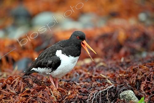 Biosphoto | 1611418 | Eurasian Oystercatcher in Scotland | &copy; Bruno Fouillat / Biosphoto