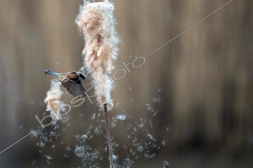 Biosphoto | 2612972 | Eurasian Penduline Tit (Remiz pendulinus) searching larvas in cattail, Lorraine, France | &copy; Régis Cavignaux / Biosphoto