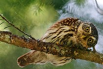 Biosphoto | 2554155 | Eurasian Pygmy Owl (Glaucidium passerinum) looking on a branch, Canton of Vaud, Switzerland | &copy; Christian Fosserat / Biosphoto