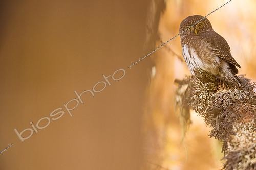 Biosphoto | 2132009 | Eurasian pygmy owl (Glaucidium passerinum) on larch, France | &copy; David Allemand / Biosphoto