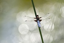 Biosphoto | 2414945 | Eurasian red dragonfly (Sympetrum depressiusculum) on a stem, Erstein, Alsace, France | &copy; Bruno Oertel / Biosphoto