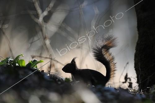 Biosphoto | 1645280 | Eurasian Red Squirrel at the end of winter in Allier France | &copy; Fabrice Cahez / Biosphoto