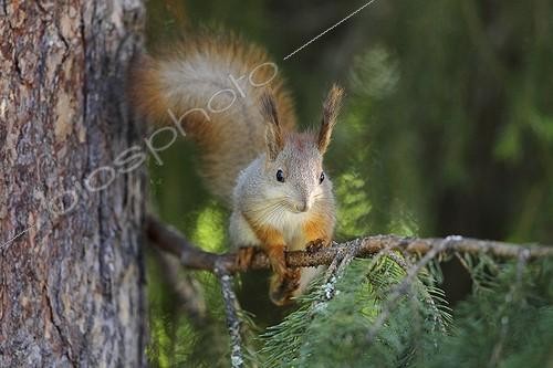 Biosphoto | 1899084 | Eurasian red squirrel on a branch Finland | &copy; Bruno Fouillat / Biosphoto