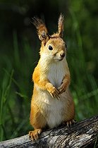 Biosphoto | 911004 | Eurasian Red squirrel on a log Martinselkonen Finland  | &copy; Pierre Vernay / Biosphoto