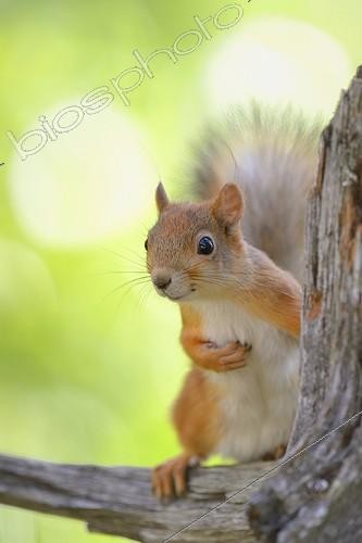 Biosphoto | 1959065 | Eurasian Red Squirrel on a pine branch - Lapland Finland | &copy; Bernd Zoller / imageBROKER / Biosphoto