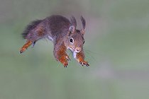 Biosphoto | 2458364 | Eurasian red squirrel (Sciurus vulgaris), im Sprung, North Rhine-Westphalia, Germany, Europe | &copy; Friedhelm Adam / imageBROKER / Biosphoto