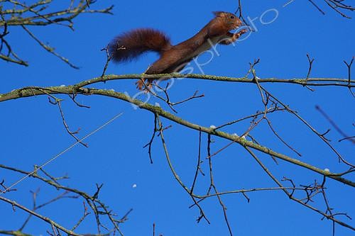 Biosphoto | 2171077 | Eurasian red squirrel (Sciurus vulgaris), jumping , Lorraine, France | &copy; Régis Cavignaux / Biosphoto