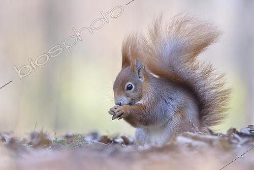 Biosphoto | 2081477 | Eurasian red squirrel (Sciurus vulgaris) looking for food, old autumn leaves, Saxony, Germany, Europe | &copy; Kevin Prönnecke / imageBROKER / Biosphoto