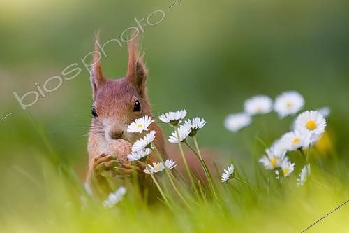 Biosphoto | 2303056 | Eurasian red squirrel (Sciurus vulgaris) nibbling nut, springtime, daisies, Germany, Europe | &copy; Martin Demmel / imageBROKER / Biosphoto