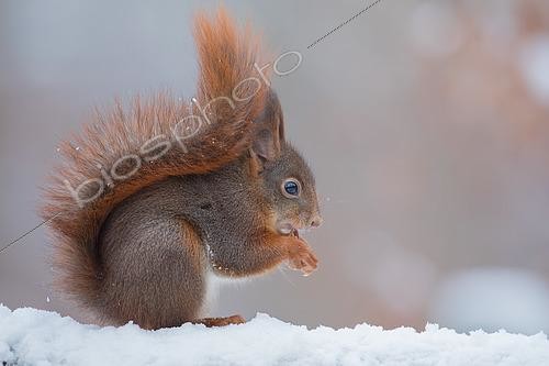 Biosphoto | 2581498 | Eurasian Red squirrel (Sciurus vulgaris) sitting in the snow eating, Aargau, Switzerland | &copy; Daniel Zuppinger / Biosphoto