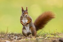 Biosphoto | 2462793 | Eurasian red squirrel (Sciurus vulgaris) standing upright, Germany, Europe | &copy; Ronald Wittek / imageBROKER / Biosphoto
