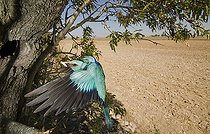 Biosphoto | 2148343 | Eurasian Roller (Coracias garrulus) adult arrives to its nest, with an insect on its beak, to feed its chicks. Hoya de Huesca, Spain | &copy; Jorge Ruiz del Olmo / Biosphoto