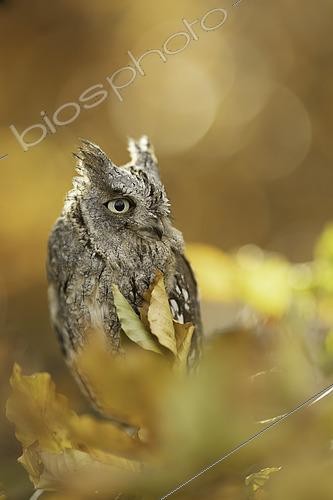 Biosphoto | 2569090 | Eurasian Scops Owl (Otus scops) captive, Bavaria, Germany | &copy; Rosl Roessner / BIA / Biosphoto