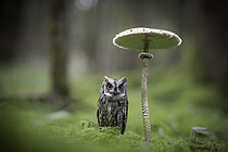 Biosphoto | 2622187 | Eurasian Scops Owl (Otus scops) captive, Bavaria, Germany | &copy; Rosl Roessner / BIA / Biosphoto