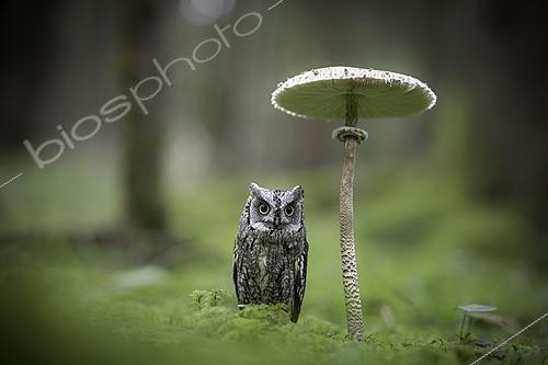 Biosphoto | 2622187 | Eurasian Scops Owl (Otus scops) captive, Bavaria, Germany | &copy; Rosl Roessner / BIA / Biosphoto