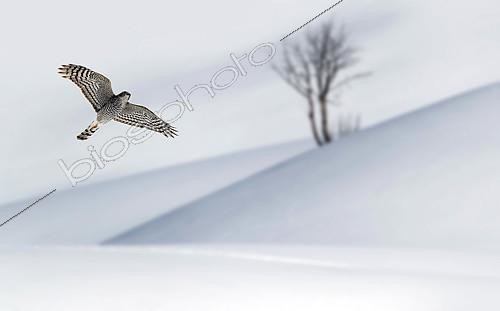 Biosphoto | 2617229 | Eurasian Sparrowhawk (Accipiter nisus) hunting close to the snowy ground, Alps, France. | &copy; Michel Rauch / Biosphoto