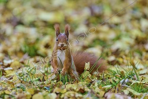 Biosphoto | 2609122 | Eurasian squirrel (Sciurus vulgaris), sitting in the grass with a nut in its mouth, surrounded by golden autumn leaves, Germany | &copy; Raimund Linke / imageBROKER / Biosphoto