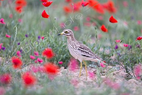 Biosphoto | 2104011 | Eurasian stone curlew, Eurasian thick-knee, Stone-curlew (Burhinus oedicnemus) near by the nest in the middle of the poppies, Catalonia, Spain | &copy; Sylvain Cordier / Biosphoto