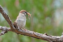 Biosphoto | 2610033 | Eurasian Tree Sparrow (Passer montanus) eating a Meadow grasshopper (Chorthippus parallelus), Pyrenees Orientales, France | &copy; Claude Balcaen / Biosphoto