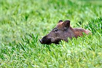 Biosphoto | 2588094 | Eurasian wild boar (Sus scrofa) hiding in primrose-willow crossing a secondary branch of the Loire near Cosne-sur-Loire, Nièvre, France | &copy; Pierre Vernay / Biosphoto
