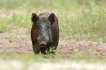 Biosphoto | 2588096 | Eurasian wild boar (Sus scrofa) in a secondary branch of the Loire, near Pouilly, Nièvre, France | &copy; Pierre Vernay / Biosphoto
