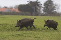 Biosphoto | 2583793 | Eurasian wild boars (Sus scrofa) crossing a meadow, Marais de Goulaine, Pays de la Loire, France | &copy; Emile Barbelette / Biosphoto