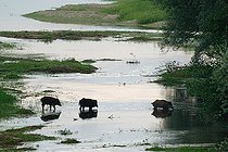 Biosphoto | 2588084 | Eurasian wild boars (Sus scrofa) crossing a secondary branch of the Loire near Cosne-sur-Loire, Nièvre, France | &copy; Pierre Vernay / Biosphoto