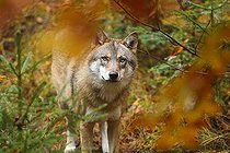 Biosphoto | 2094997 | Eurasian wolf (Canis lupus) in fall, Bayerischer Wald, Bavaria, Germany | &copy; Bruno Cavignaux / Biosphoto